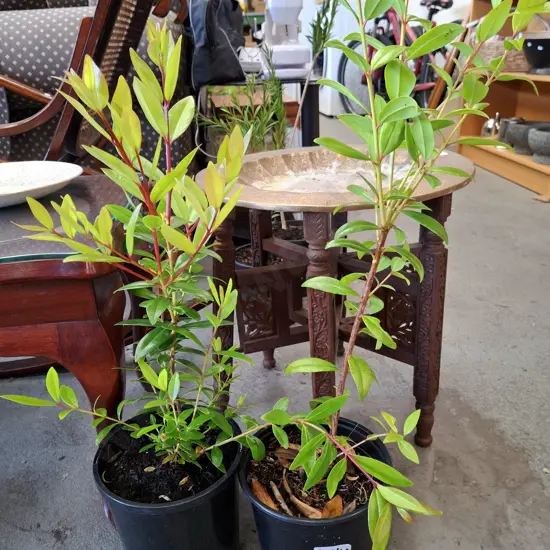 2x potted pohutukawa