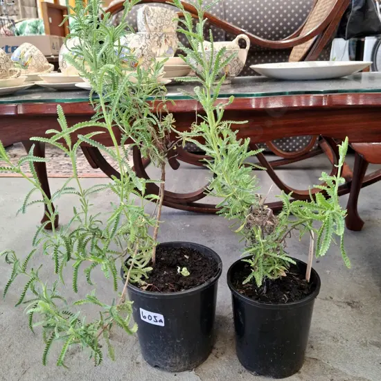 2x potted lavender