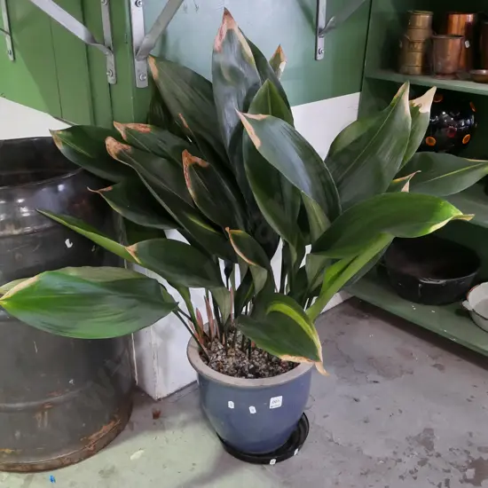 indoor plant in glazed blue planter