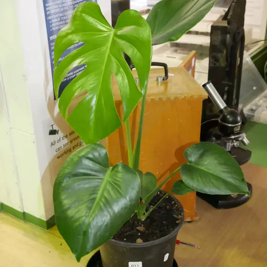 potted indoor plant - monstera