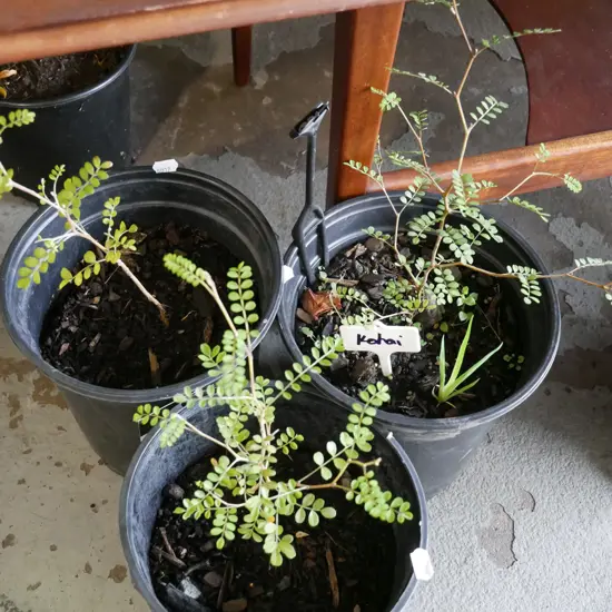 3x potted kowhai