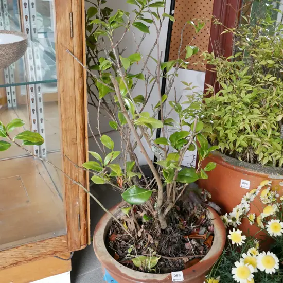 unknown plant in garden planter