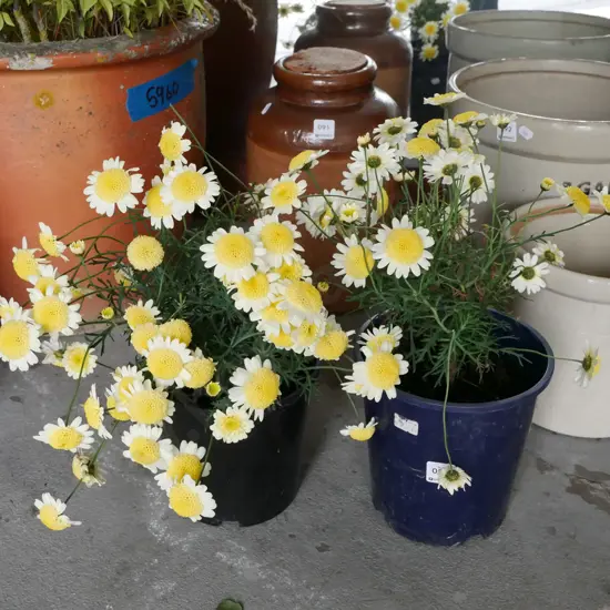 2x potted yellow daisies