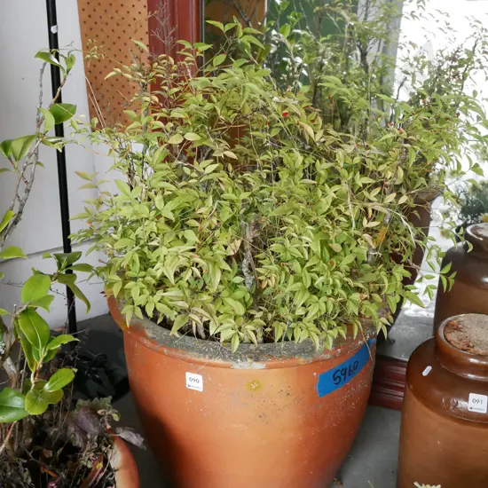 unknown plant in large terracotta planter
