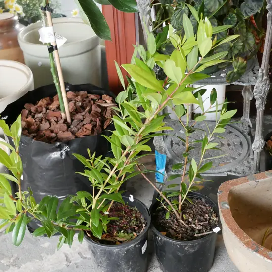 2x potted pohutukawa