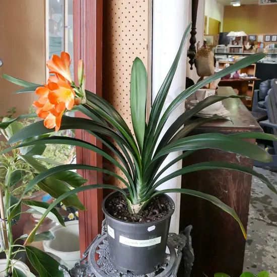 potted flowering clivia miniata