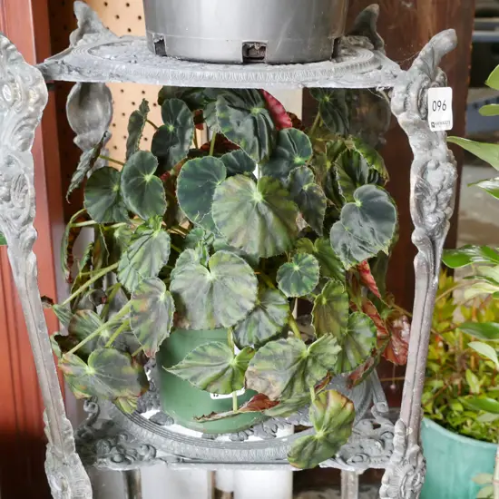 potted begonia