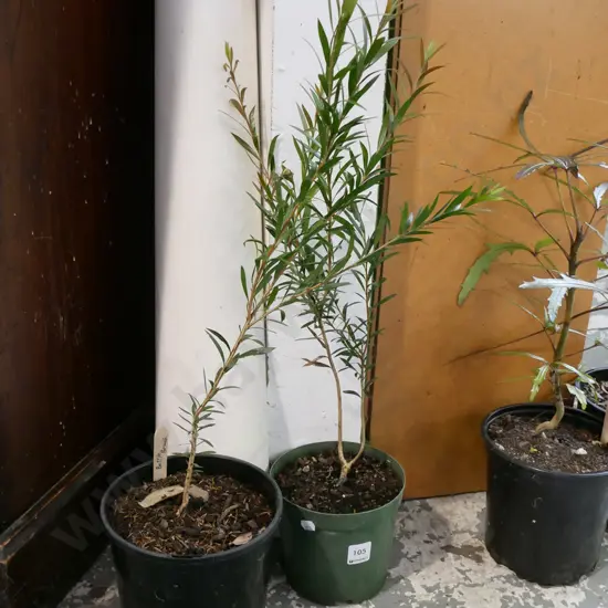 2x potted bottle brushes