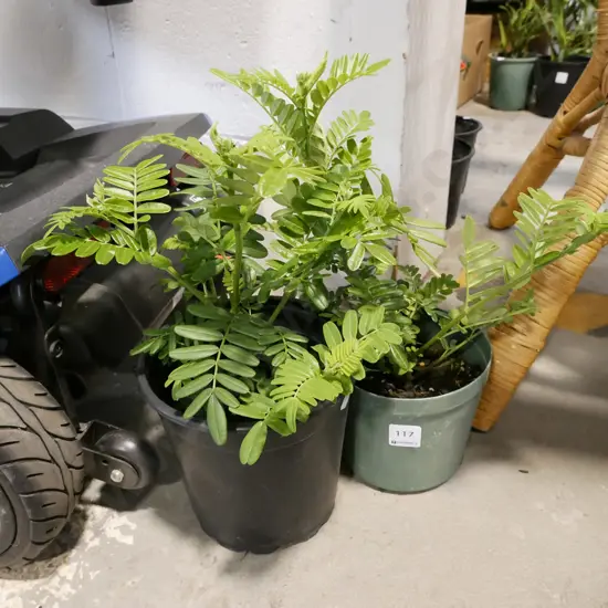 2x potted kakas beaks