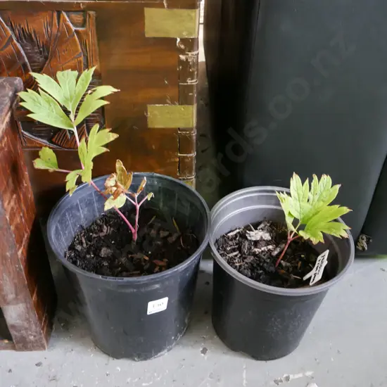 2x potted red tree peonies