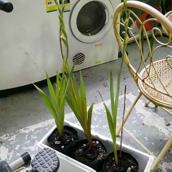 3x potted gladioli