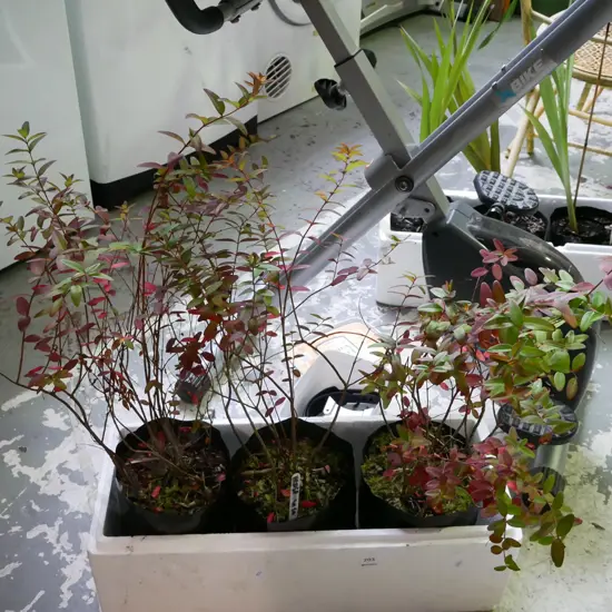 3x potted lemon scented hedges (will grow to 1 square metre)