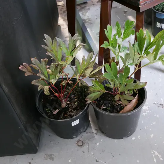 2x potted red tree peonies