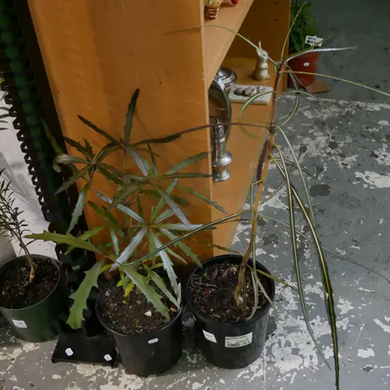 2x potted lancewoods