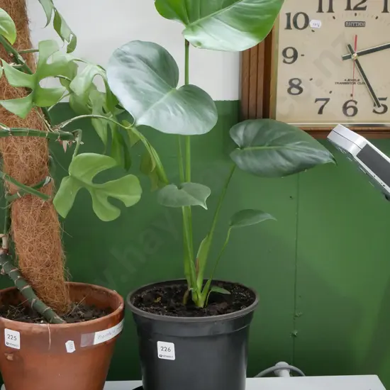 indoor plant in garden planter
