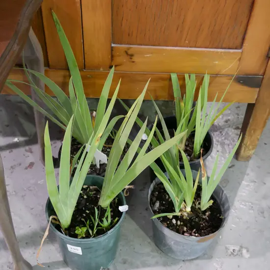 4x potted mini purple irises