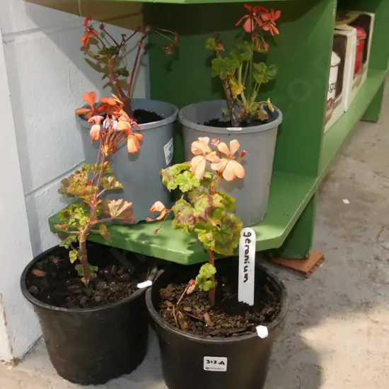4x potted pink geraniums