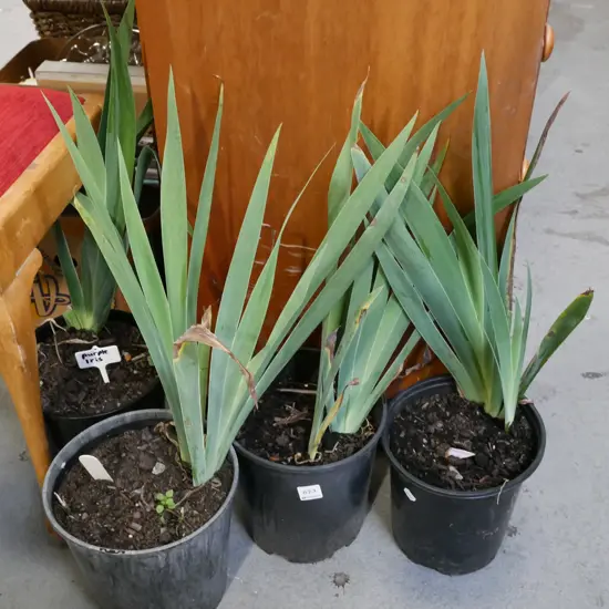 4x potted purple irises