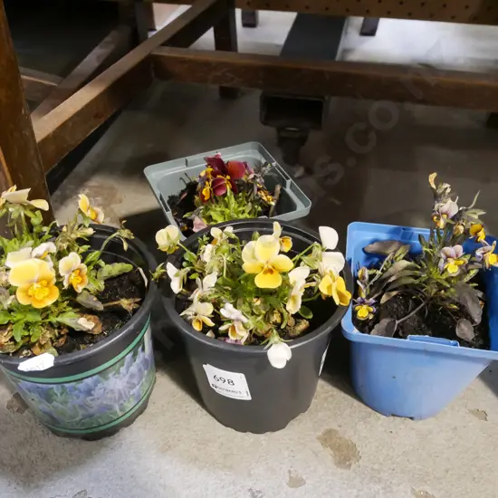 4x potted pansies
