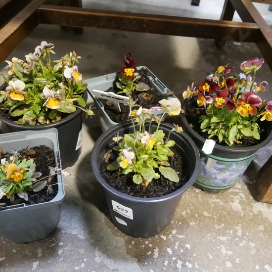 4x potted pansies