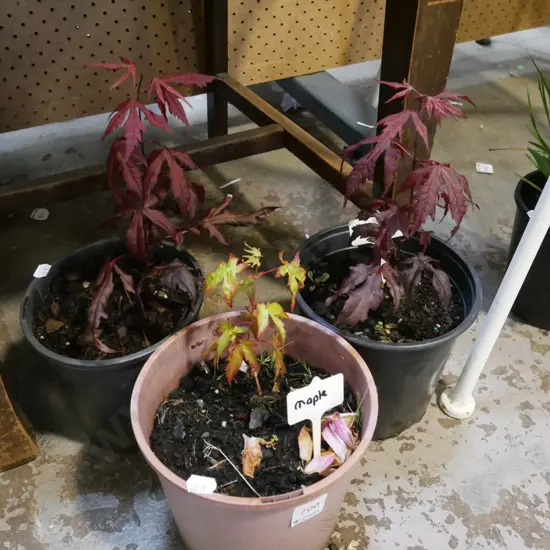 3x potted maples