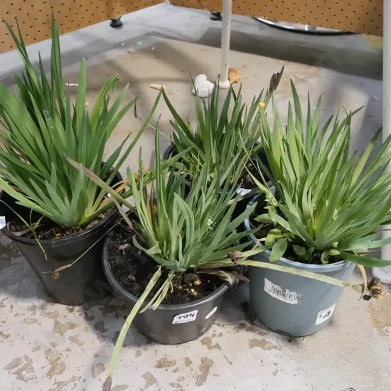 4x potted yellow eyed grasses