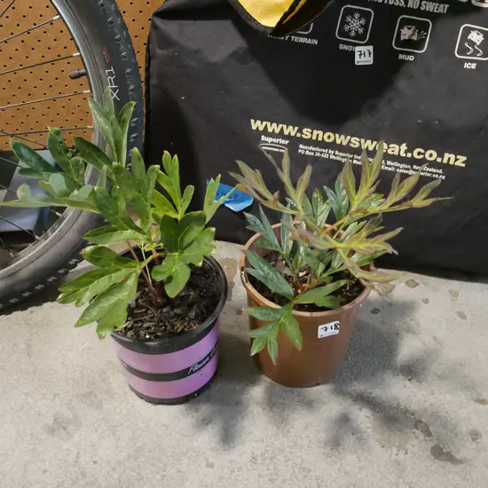 2x potted tree peonies
