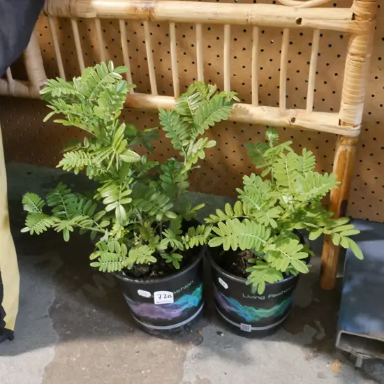 2x potted kakas beaks