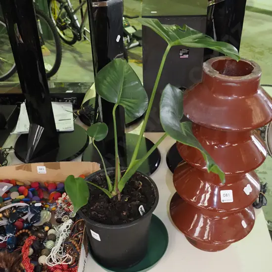 potted indoor plant - monstera