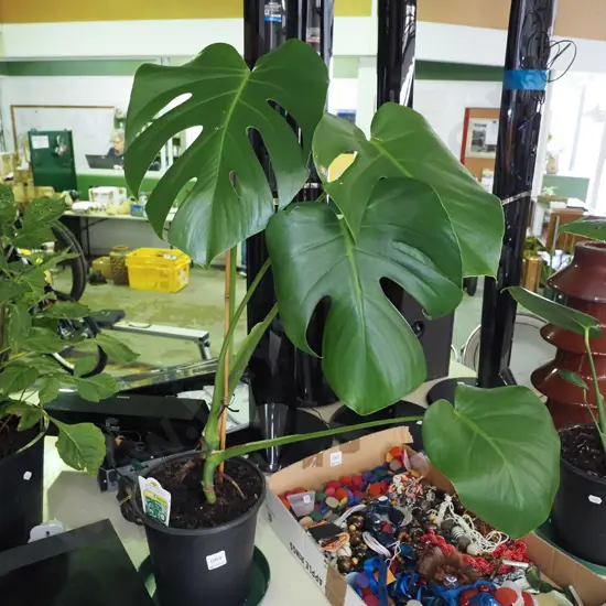 potted indoor plant - monstera