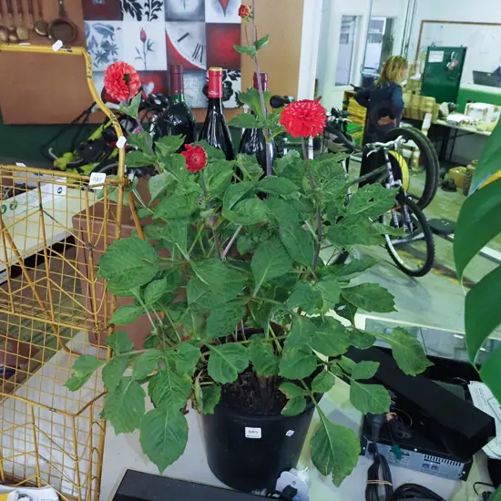 potted red pom pom dahlia
