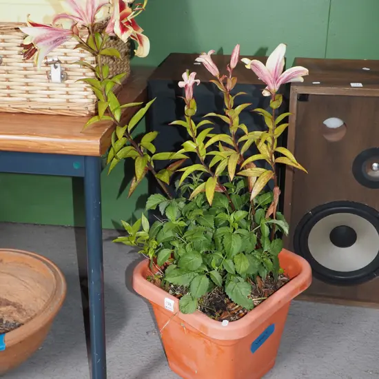 lillies and dahlias in plastic planter