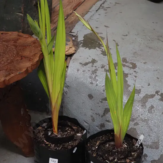 2x gladioli in bags