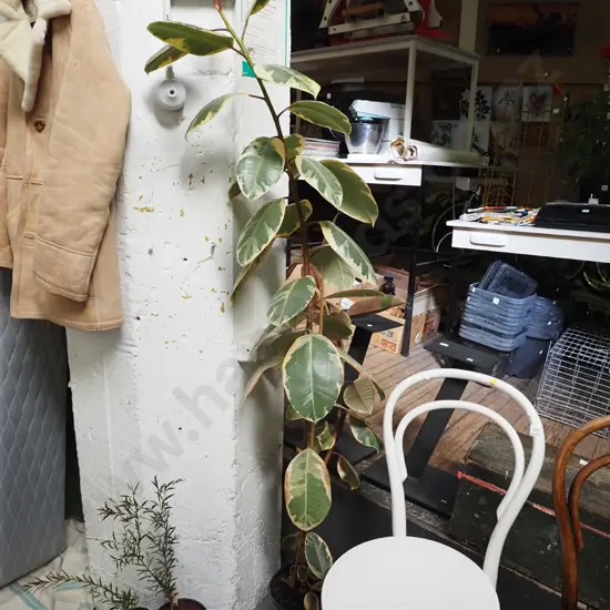 potted indoor ficus elastica ruby H-1770