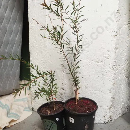 2x potted bottle brush