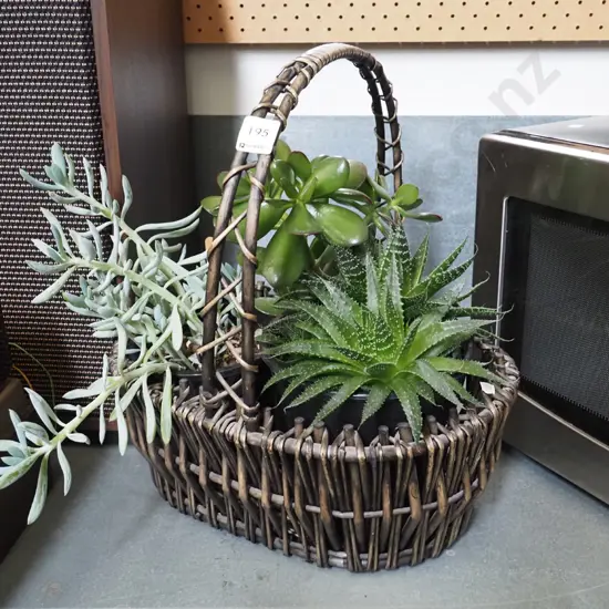 cane basket and succulents