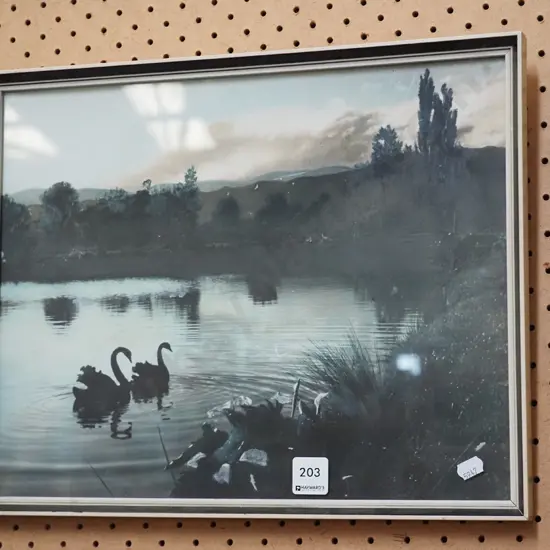 framed hand coloured photograph - swans on pond