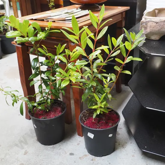 2x potted pohutukawa