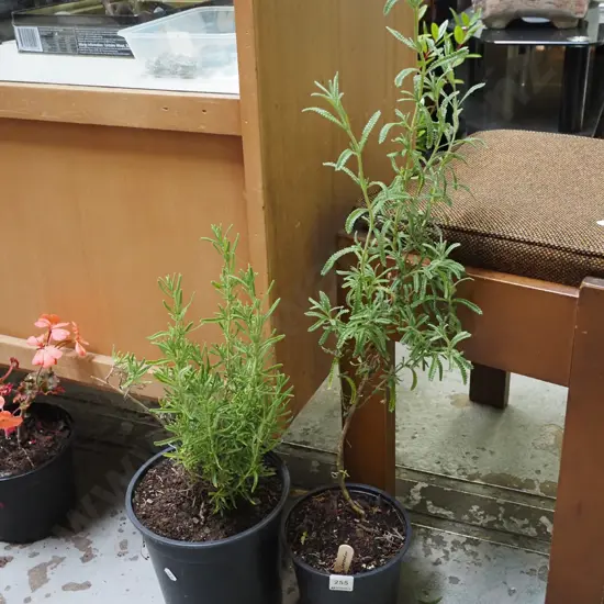 2x potted lavenders