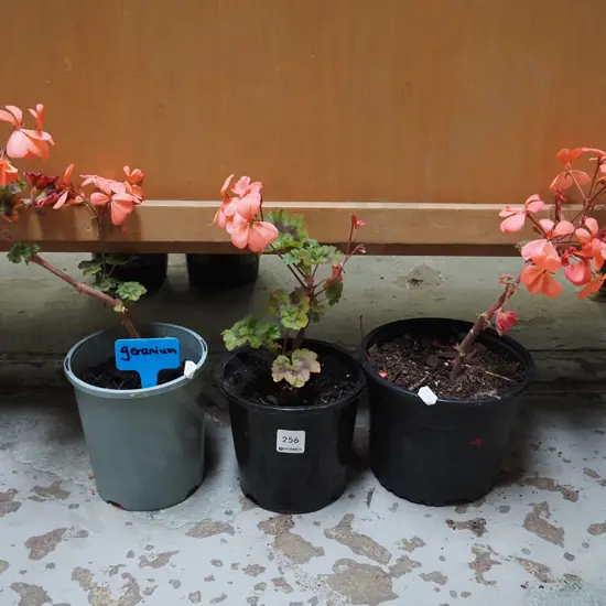 3x potted geranium