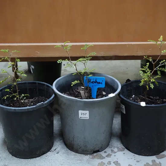 3x potted kowhai