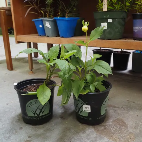 2x potted dahlias