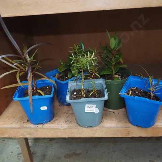 5x potted native seedlings