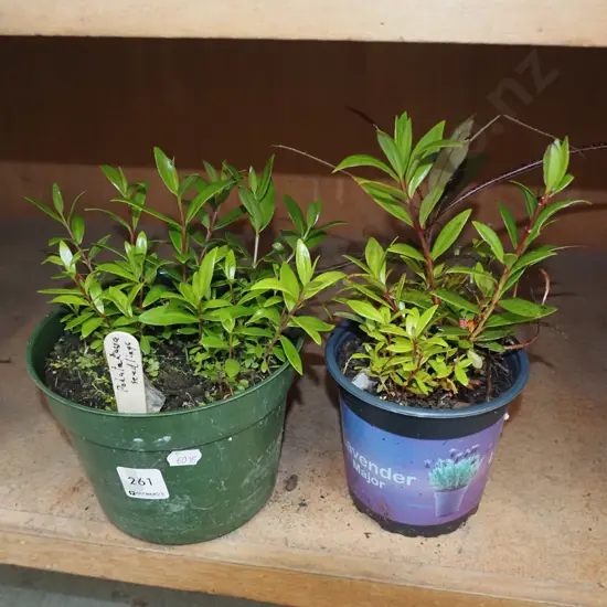 various pohutukawa and lancewood seedlings