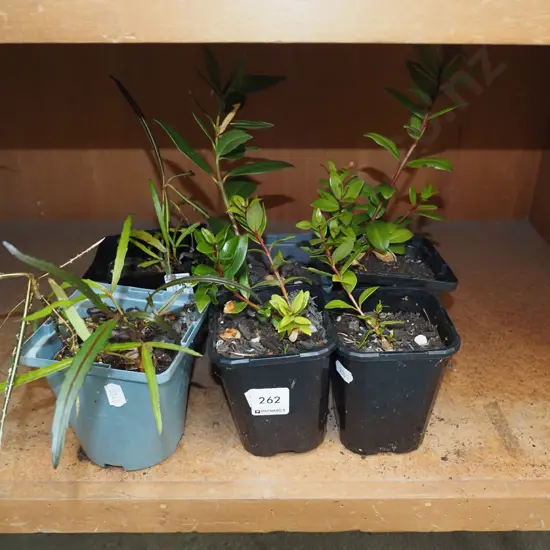 6x potted native seedlings