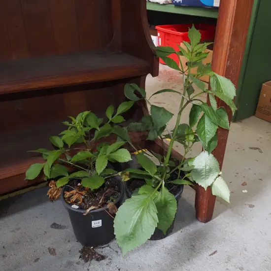 2x potted dahlias