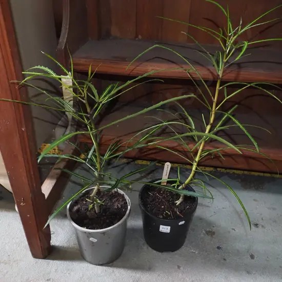 2x potted lancewoods