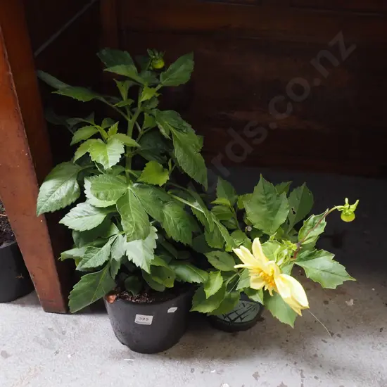 2x potted dahlias
