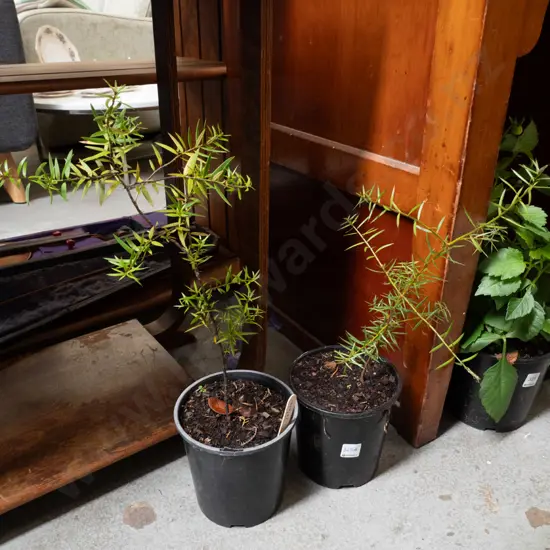 2x potted totara