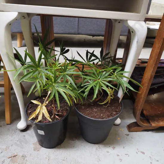 2x potted hellebores